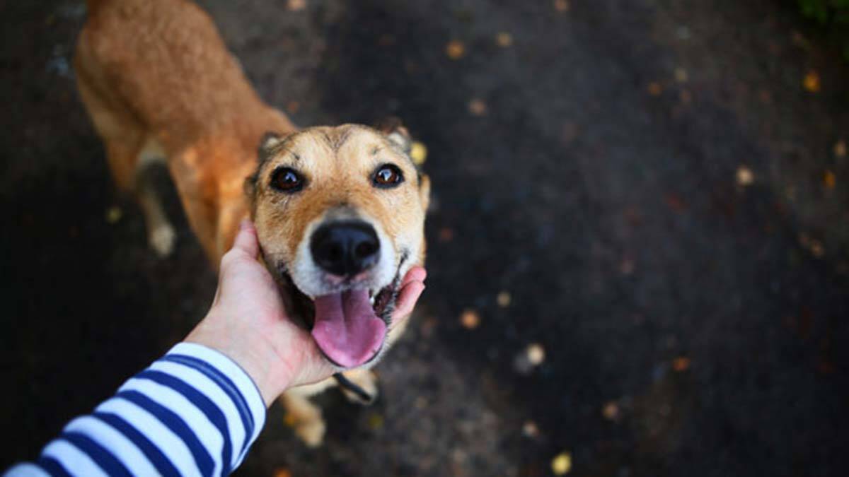 Hayvanların tedavisine özel yerli üretim mama