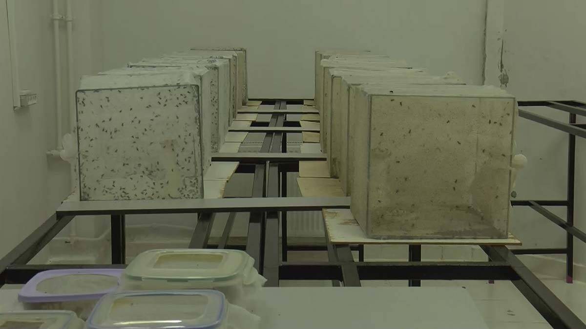 İBB ve uzmanlar arasında sivrisinek ilaçlama tartışması