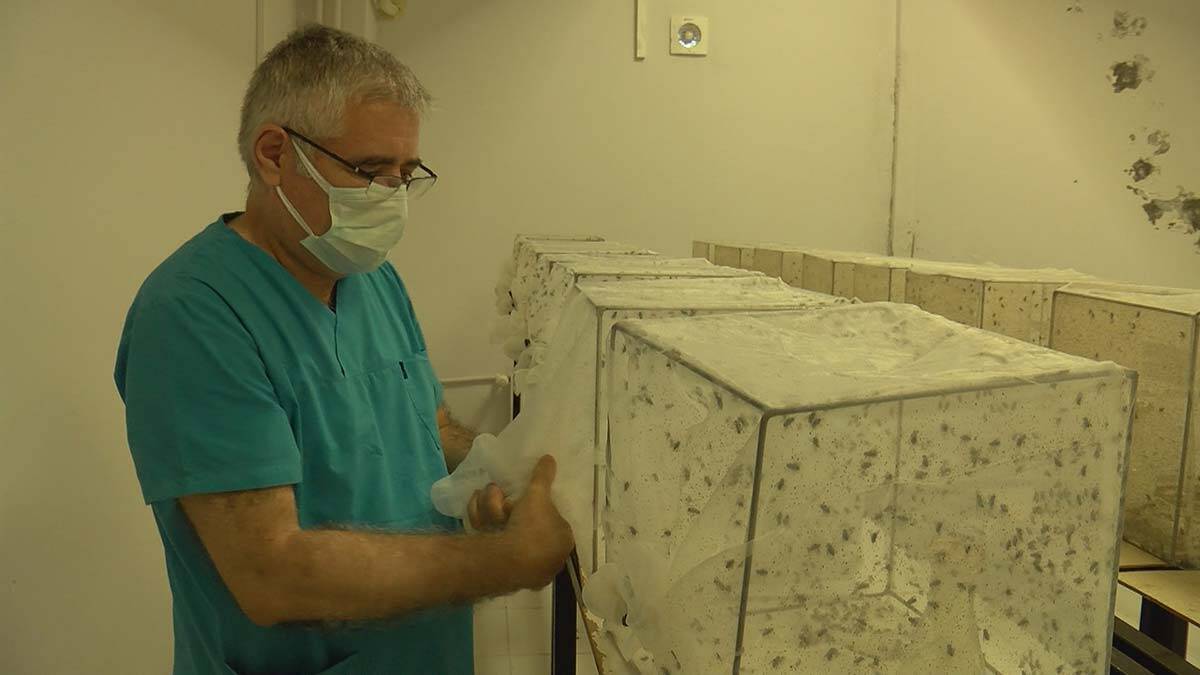 İBB ve uzmanlar arasında sivrisinek ilaçlama tartışması