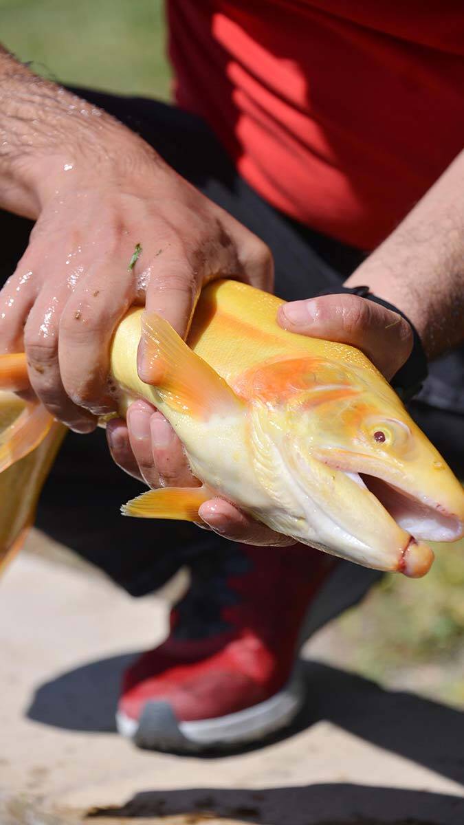 İklim değişikliği gıda kaynaklarını azalttı