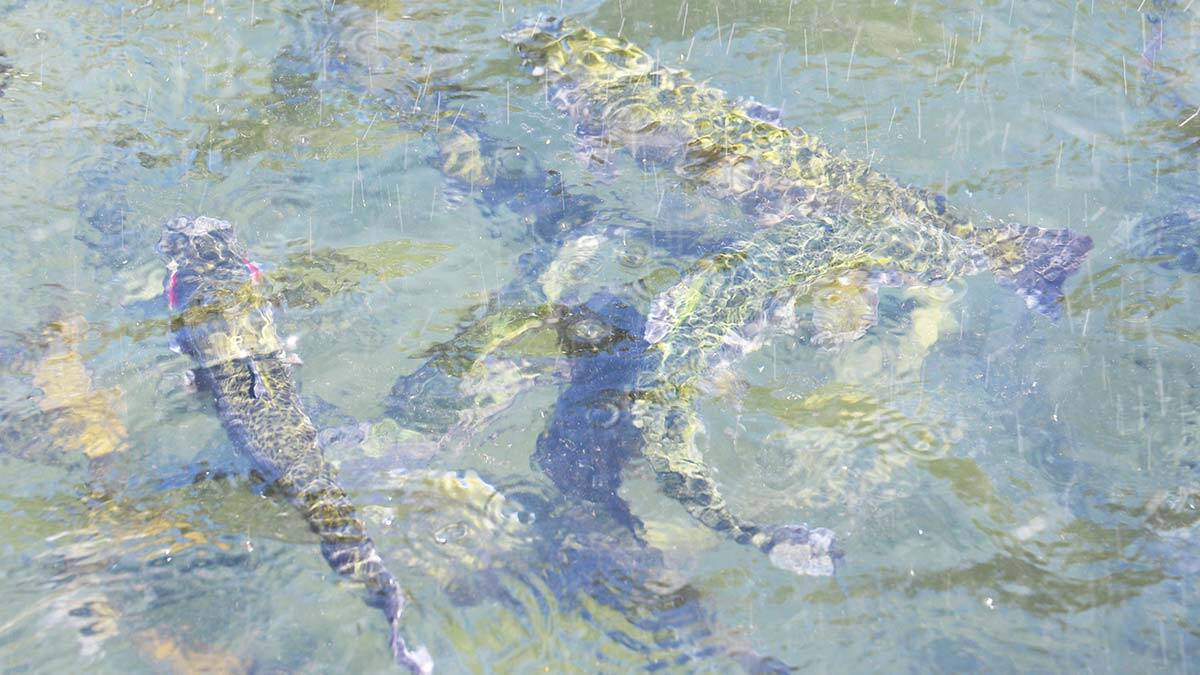 İklim değişikliği gıda kaynaklarını azalttı