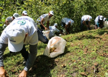 Karadeniz'de fındık göçü başladı hasat sezonuna sayılı günler kala nüfus yoğunluğu da artmaya başladı.