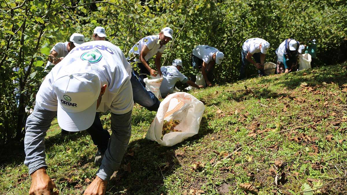 Karadeniz'de fındık göçü başladı hasat sezonuna sayılı günler kala nüfus yoğunluğu da artmaya başladı.