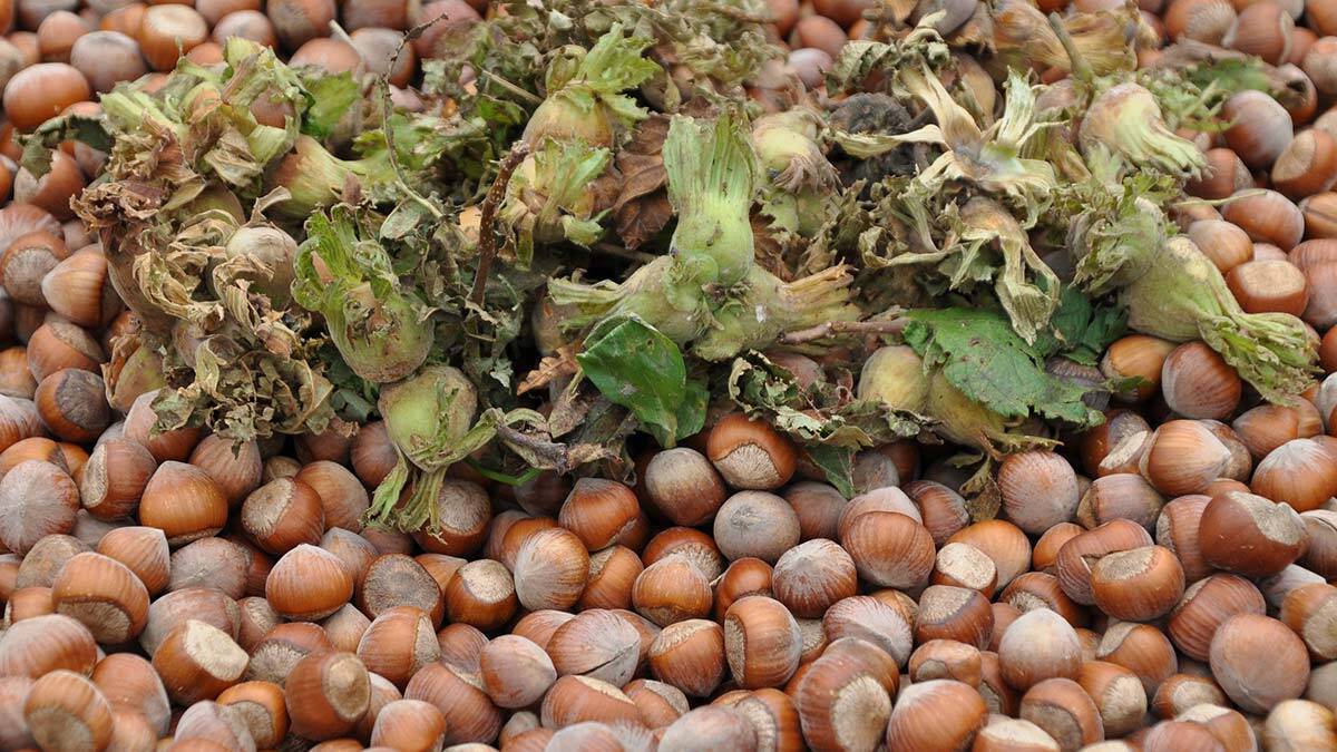 Karadeniz'de fındık göçü başladı hasat sezonuna sayılı günler kala nüfus yoğunluğu da artmaya başladı.