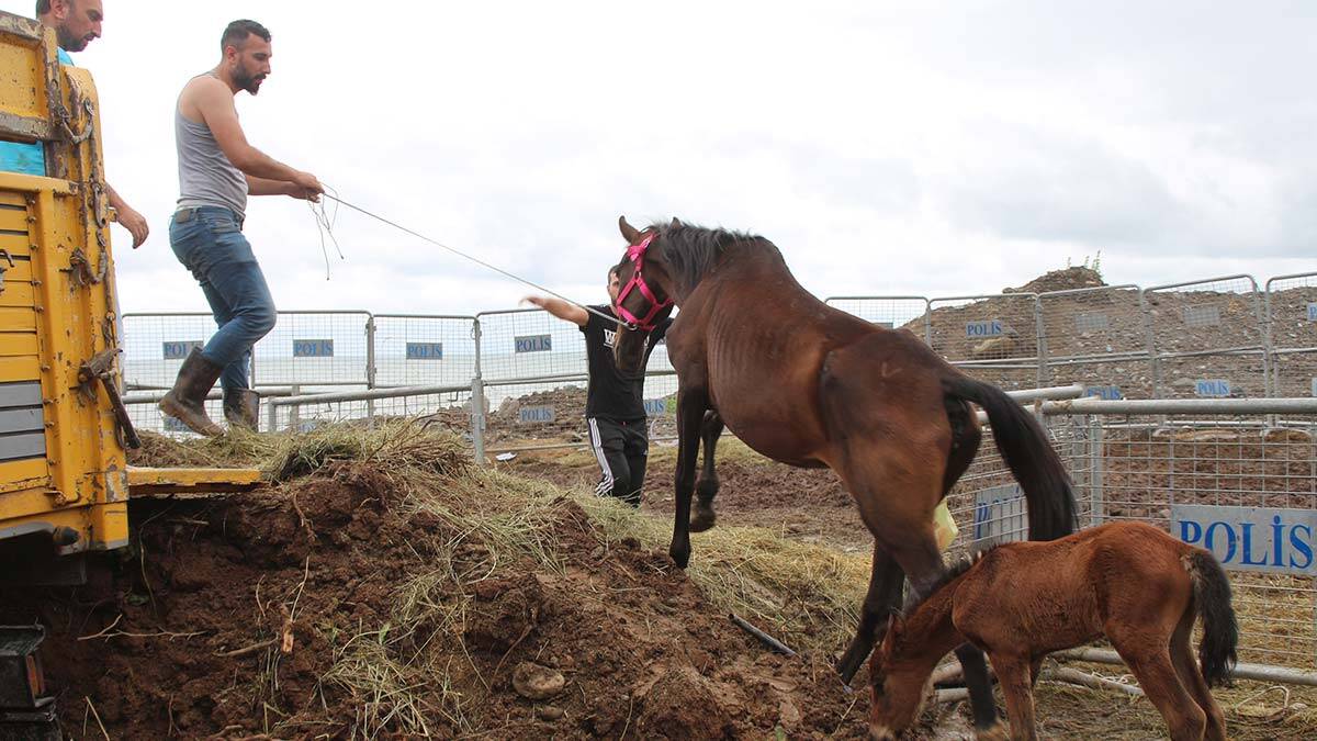 Kırgızistan'a kesim için götürülmek istenen 33 ata yardım