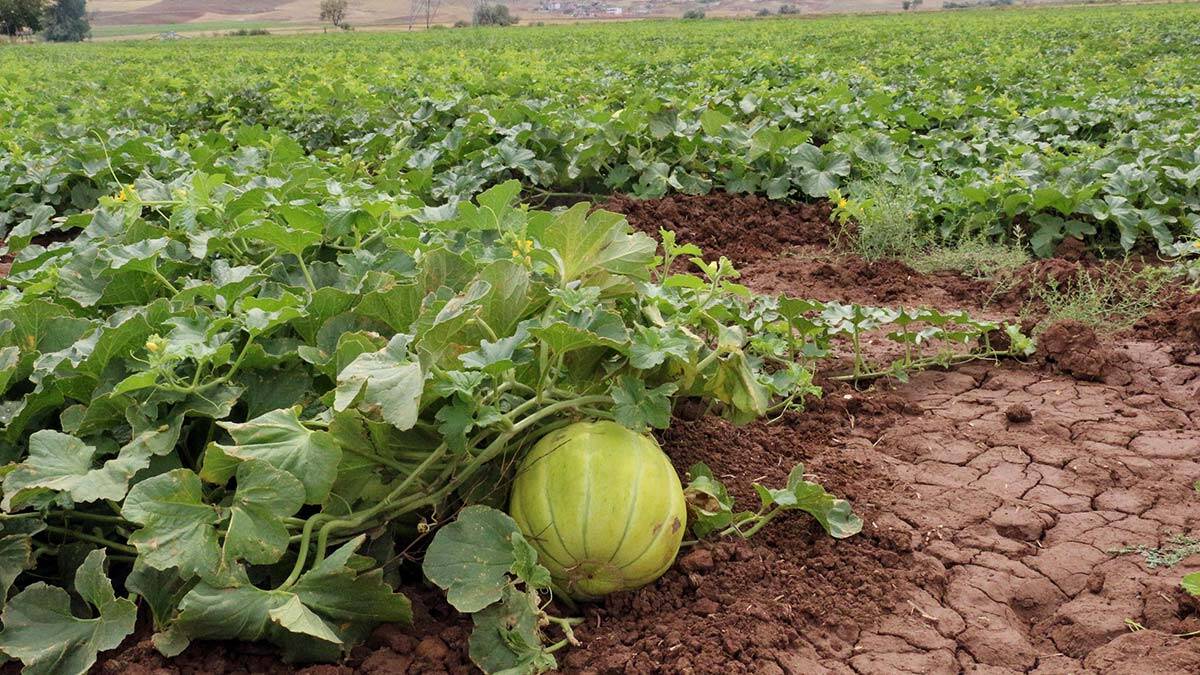 Kızılırmak kavununda düşük rekolte endişesi