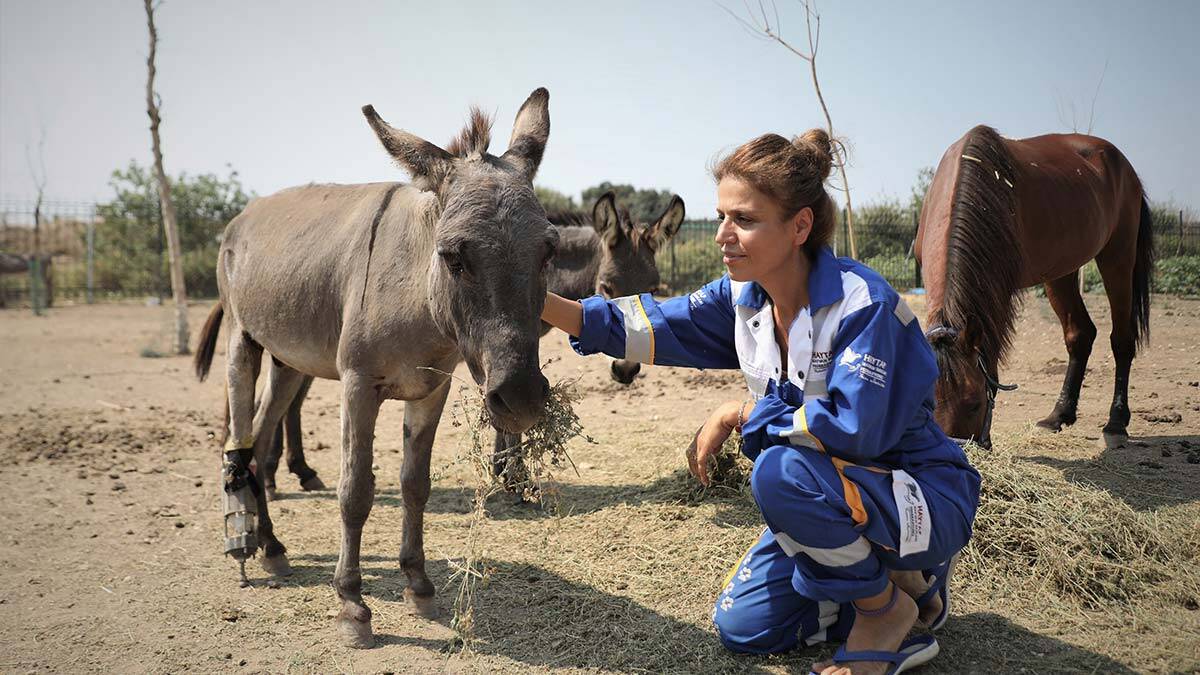 Yavrusunu kaybeden eşek doğum yaptı