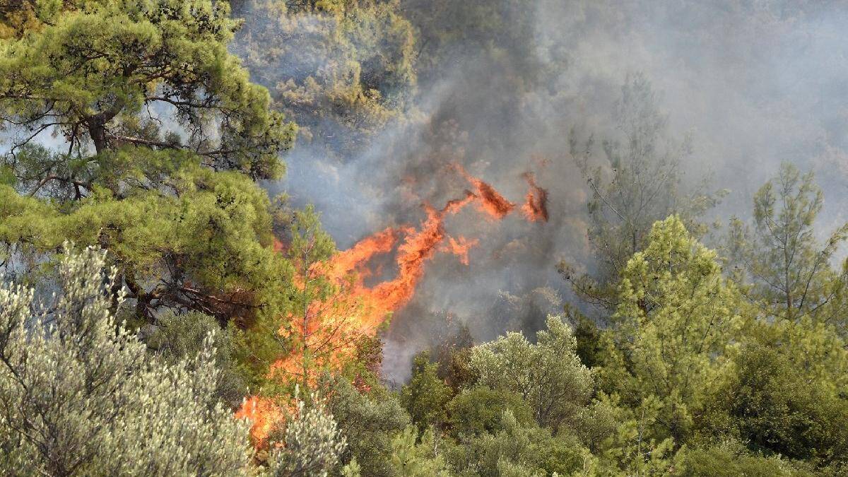Köyceğiz yangını kontrol altına alındı