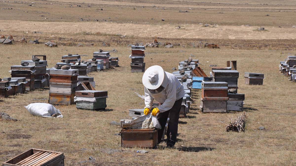 Kuraklık ve yangınlarla bal rekoltesi düştü