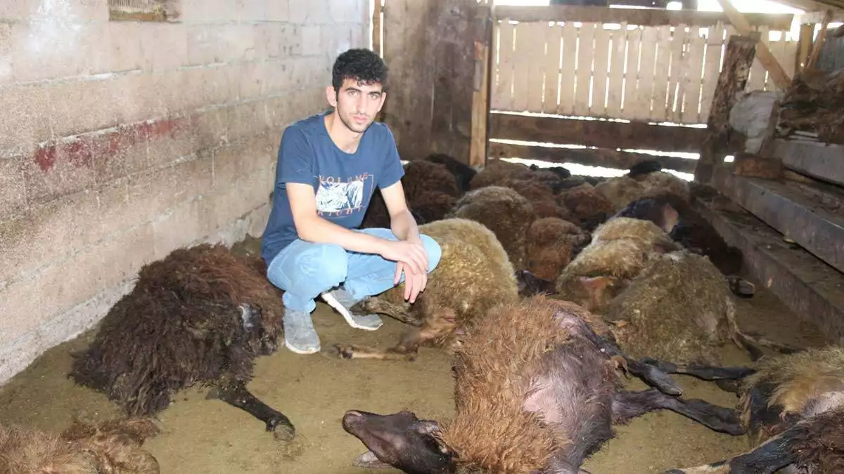 Kurt ağıla girdi; 40 koyun öldü, 6 koyun yaralı