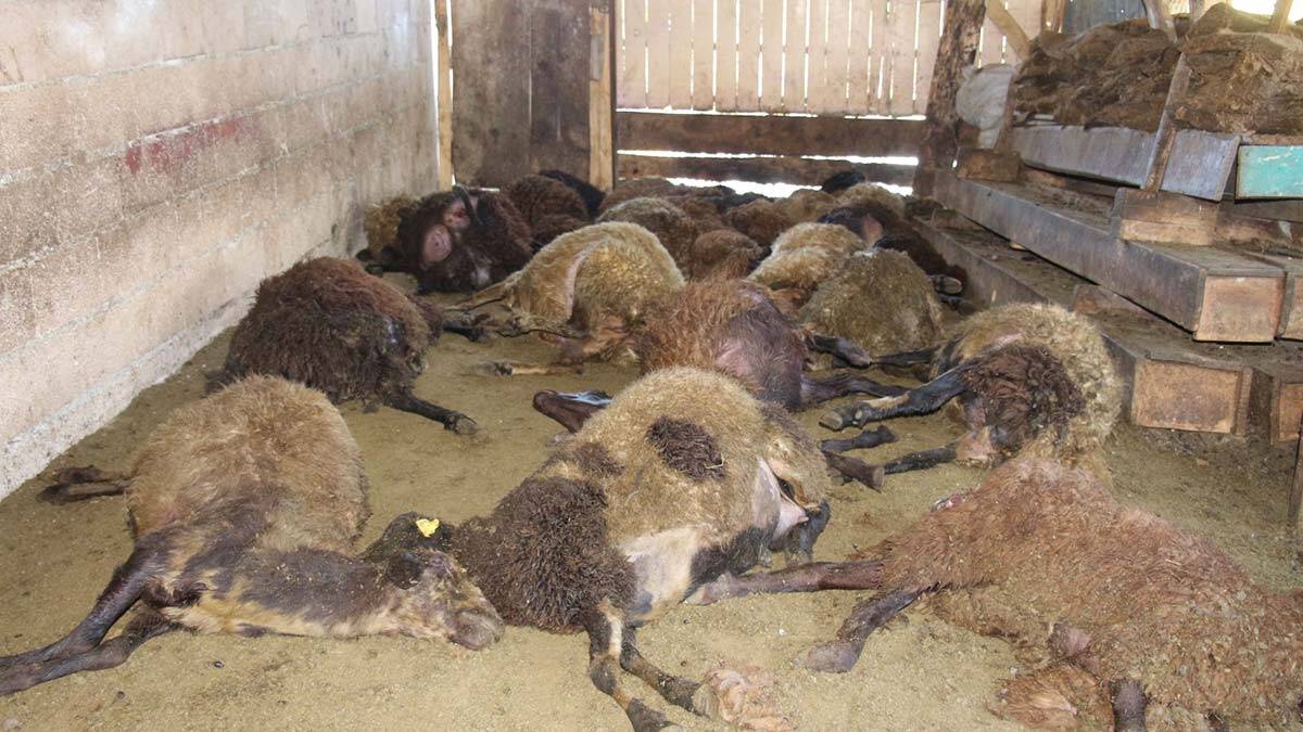 Kurt ağıla girdi; 40 koyun öldü, 6 koyun yaralı