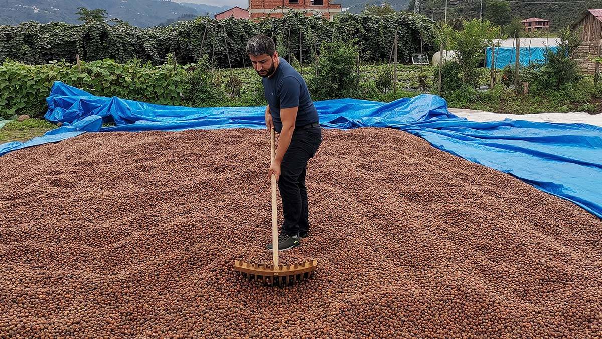 Fındığın ihracı güçleşiyor