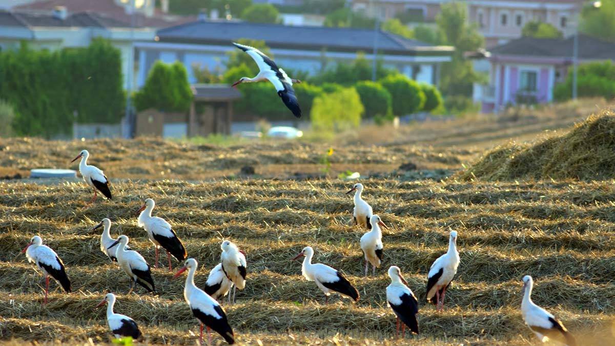 Leyleklerin sonbahar göçü başladı