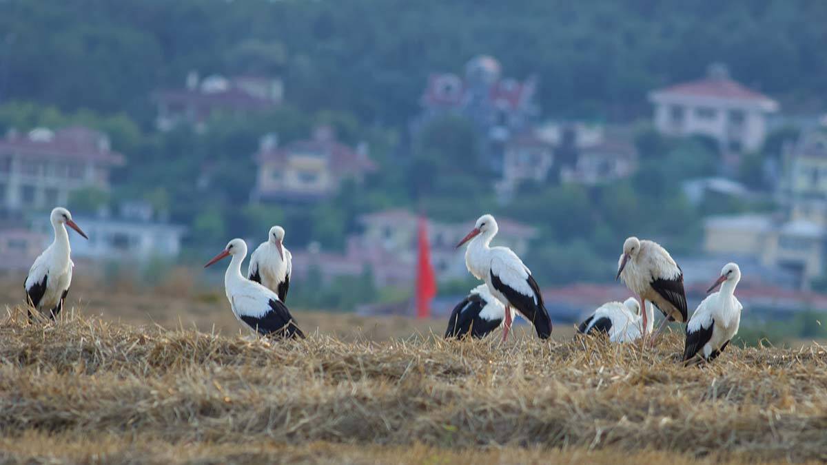 Leyleklerin sonbahar göçü başladı
