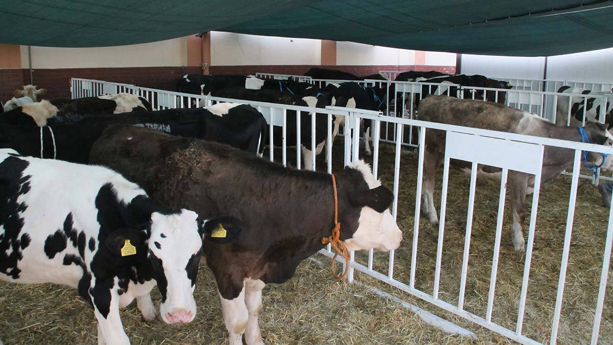 MHP'den Manavgat'ta 124 köylüye 500 hayvan