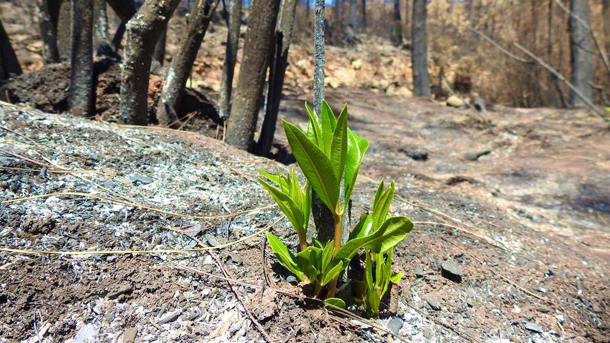 Muğla'da yangın sonrası ilk filizler çıktı