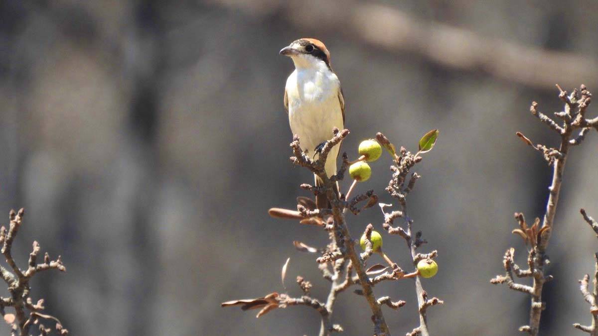 Muğla'da yangın sonrası ilk filizler çıktı