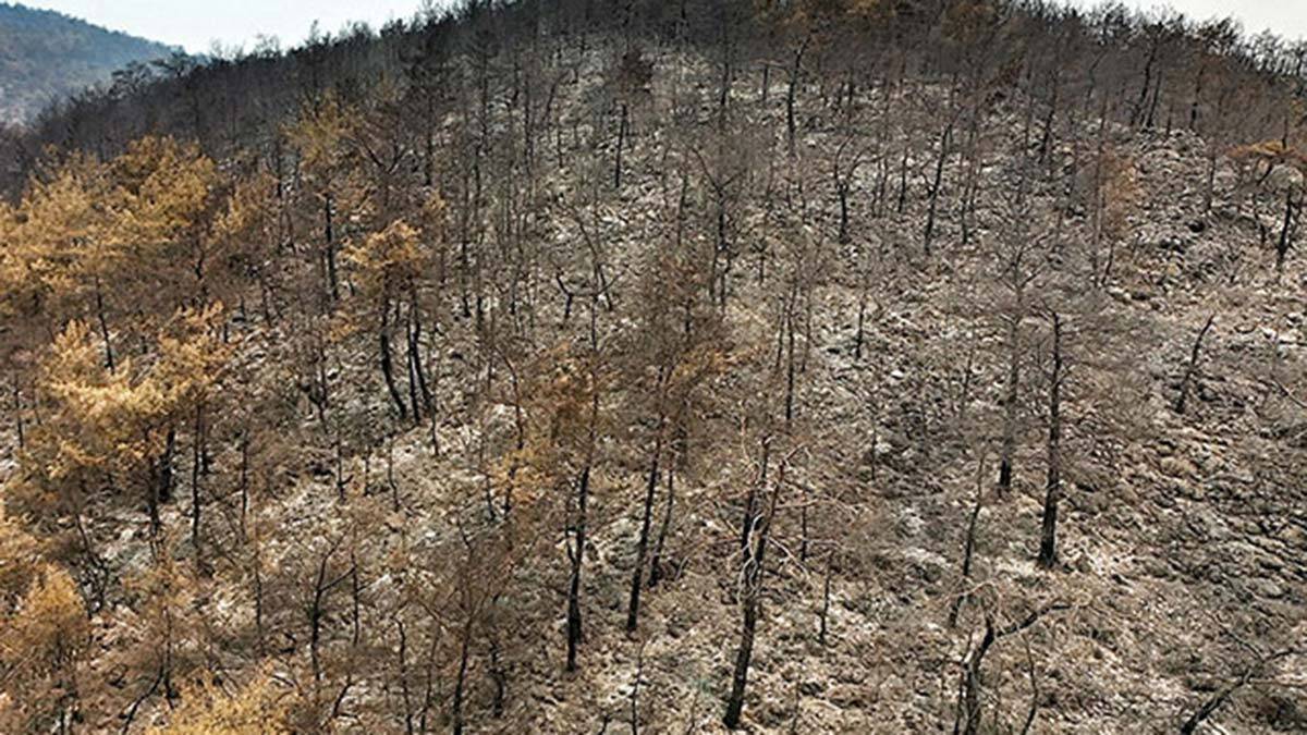 Yanan ormanların rehabilitasyonu mümkün