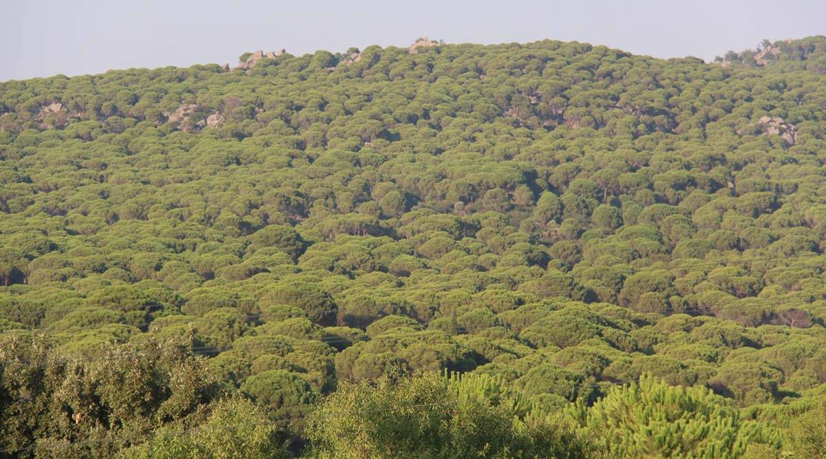 Dikili'deki altın madeniyle ilgili karar