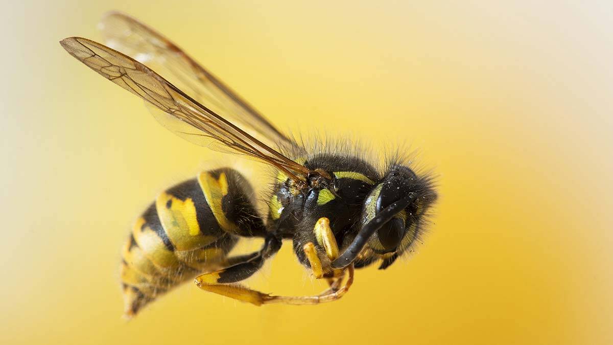 Arıları sev doğayı koru