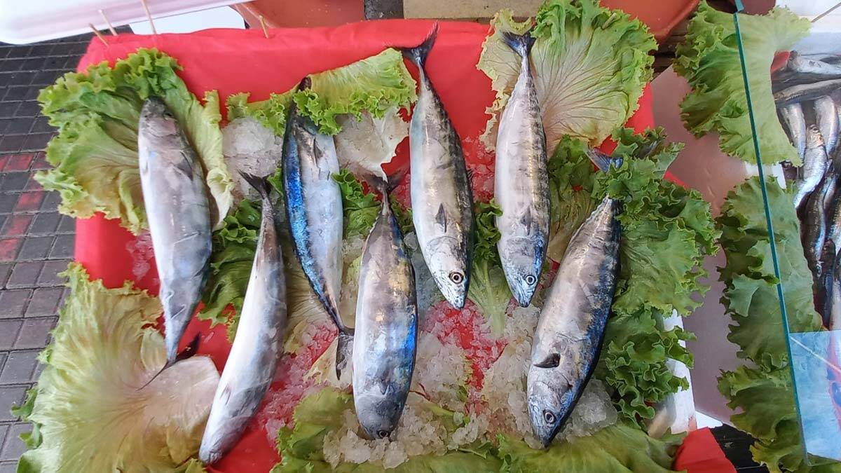 Sezonun ilk palamutları tezgahlardaki yerini aldı