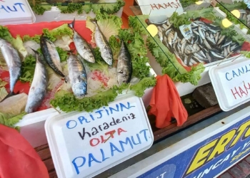 Sezonun ilk palamutları tezgahlardaki yerini aldı