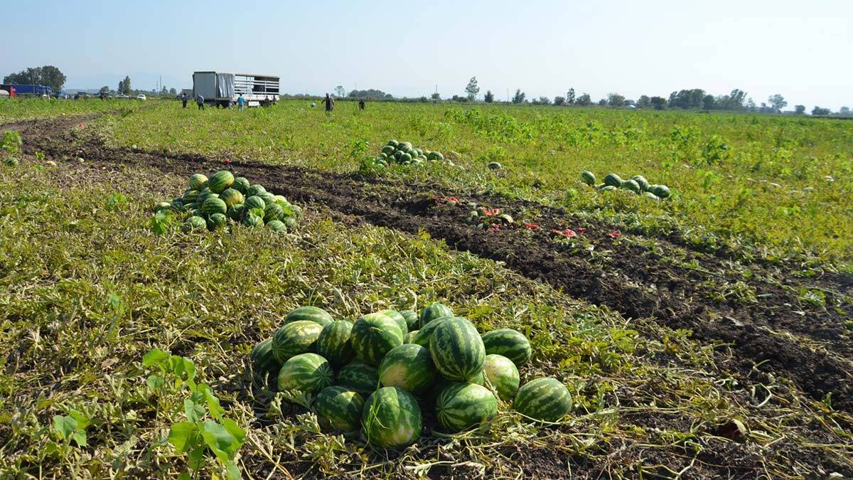 Sıcaklar nedeniyle Bafra karpuzu yandı