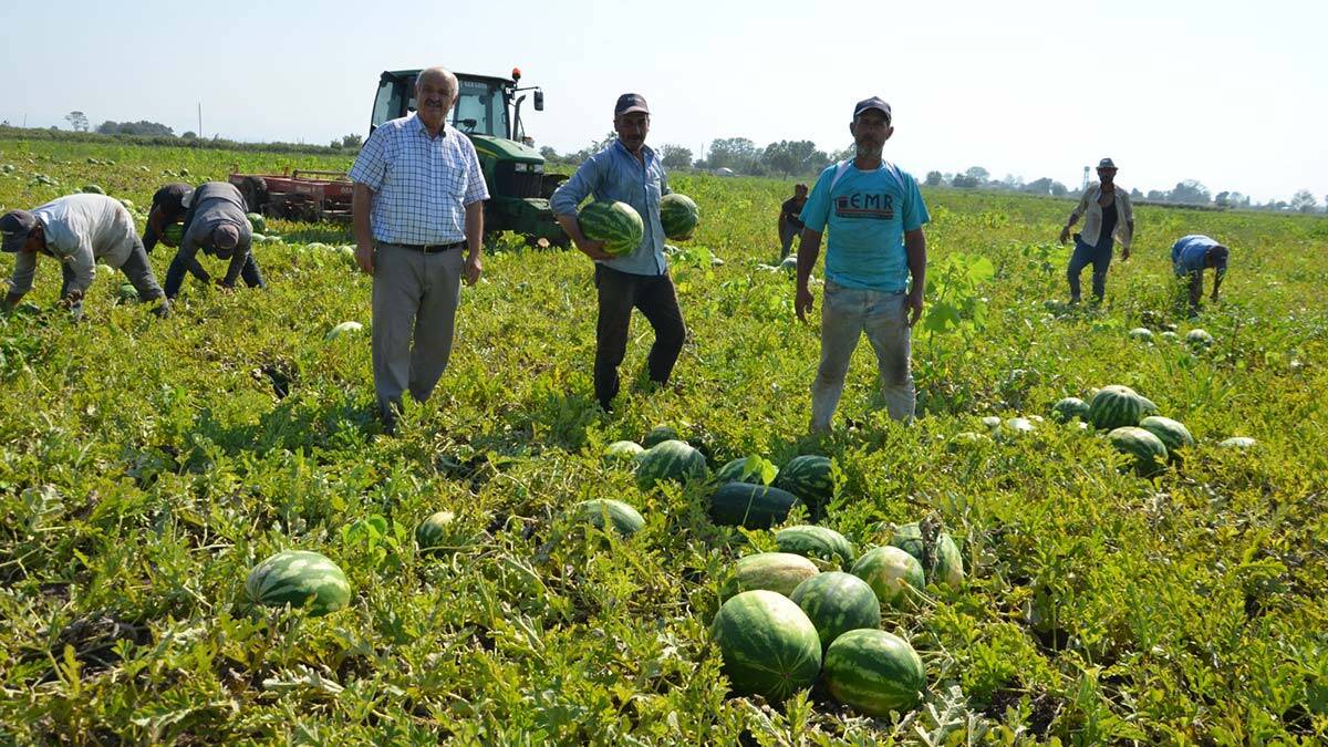 Sıcaklar nedeniyle Bafra karpuzu yandı