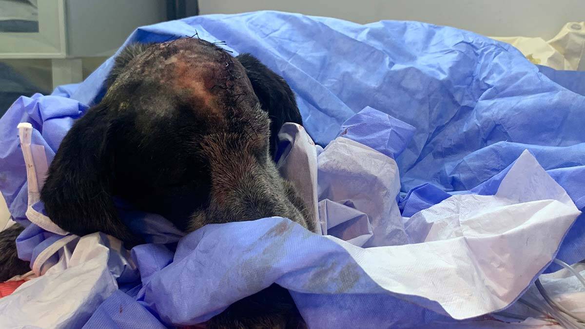 Sopayla öldüresiye dövülen Duman ameliyat edildi