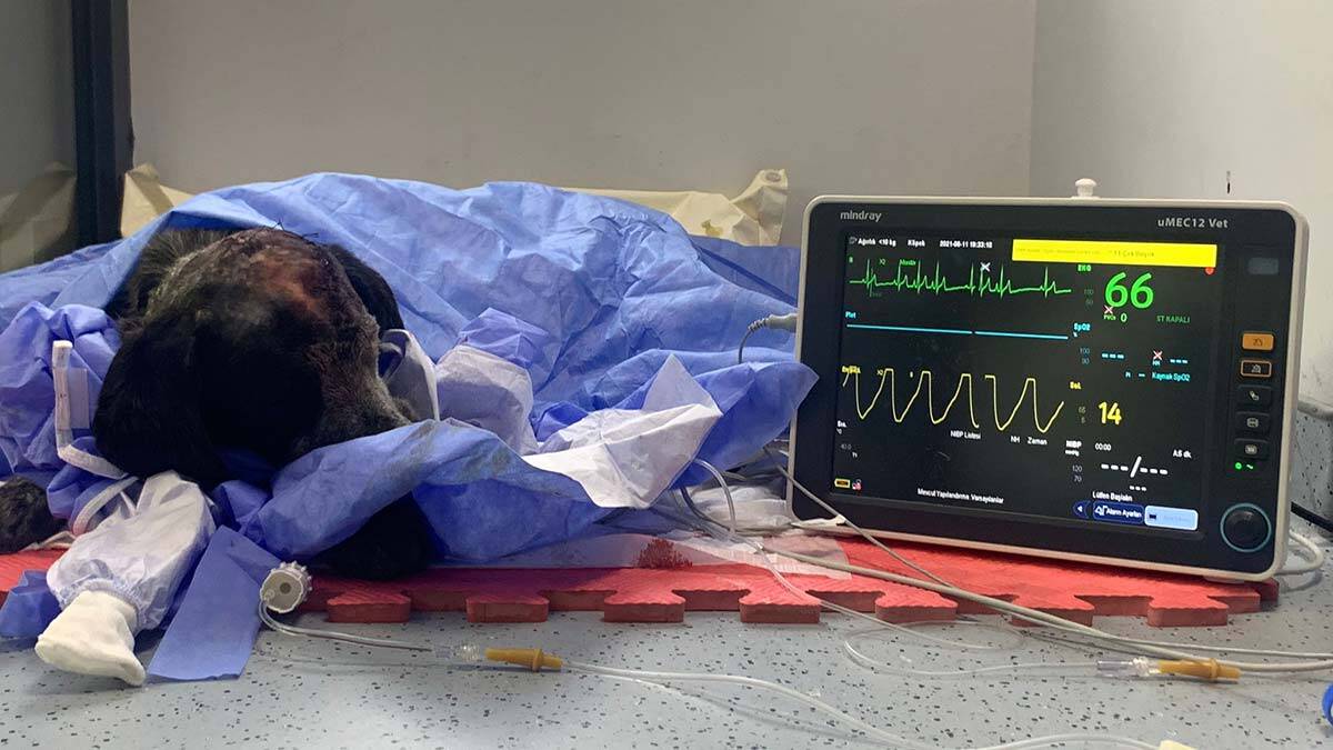 Sopayla öldüresiye dövülen Duman ameliyat edildi