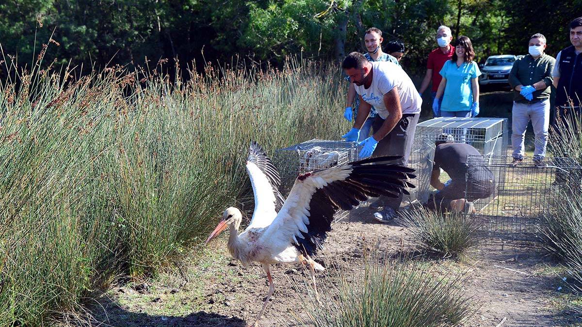 Tedavileri tamamlanan leylekler doğaya salındı
