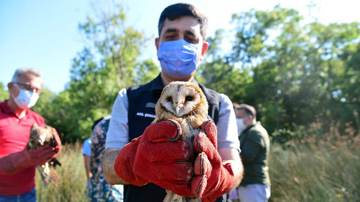Tedavileri tamamlanan leylekler doğaya salındı