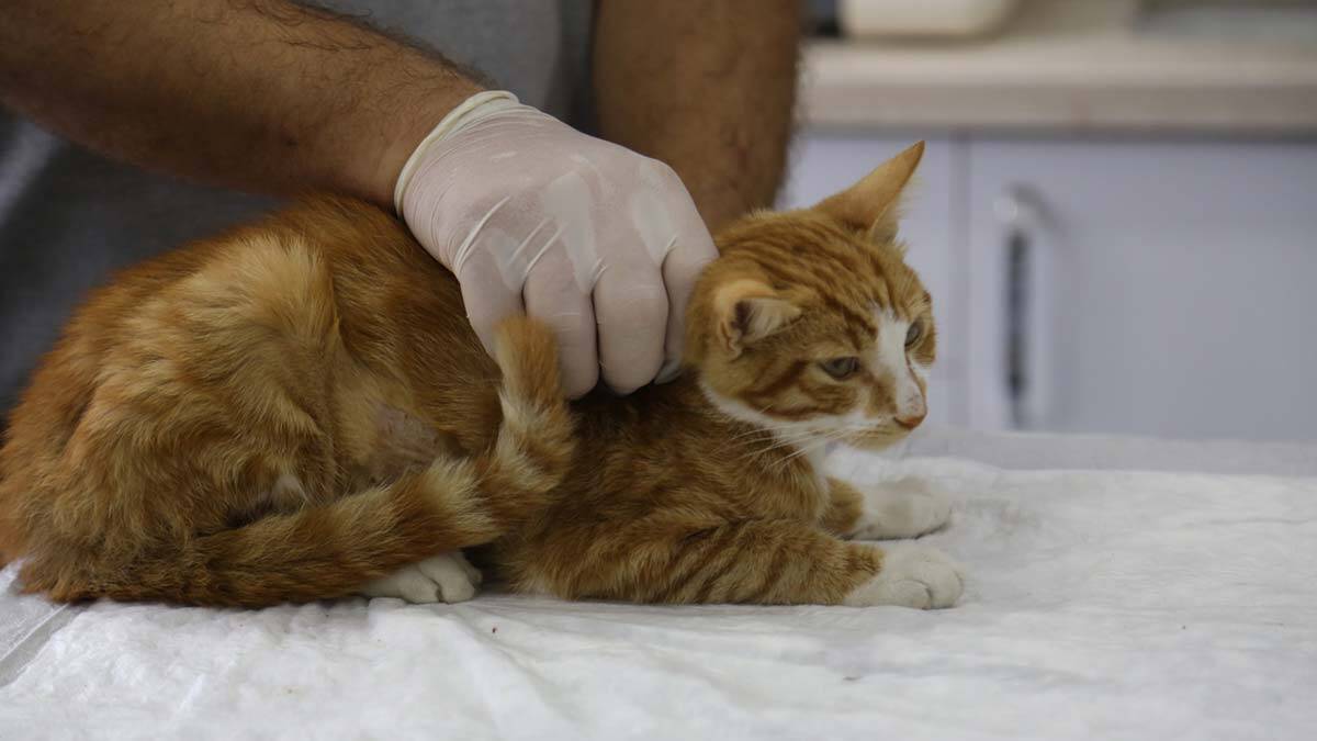 Hayvanların en büyük ölüm nedeni araç çarpması