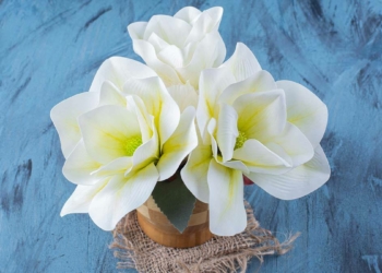 Kelimesi Manolya kokan şiir!