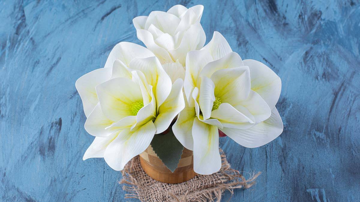 Kelimesi Manolya kokan şiir!