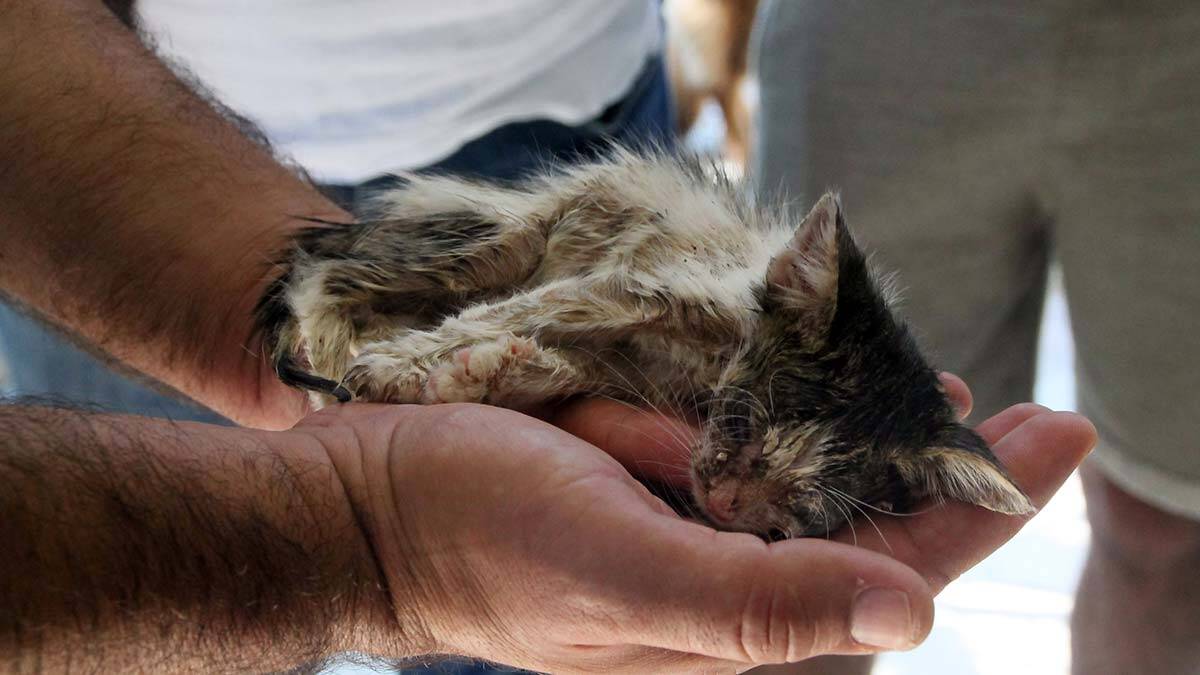 Vahşi yaşam yok oldu