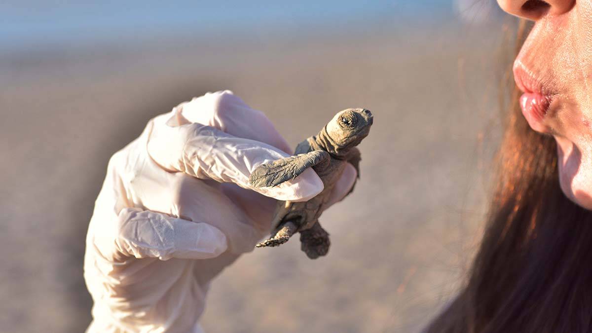 Yangın dumanından yavru carettalar yönlerini bulamadı