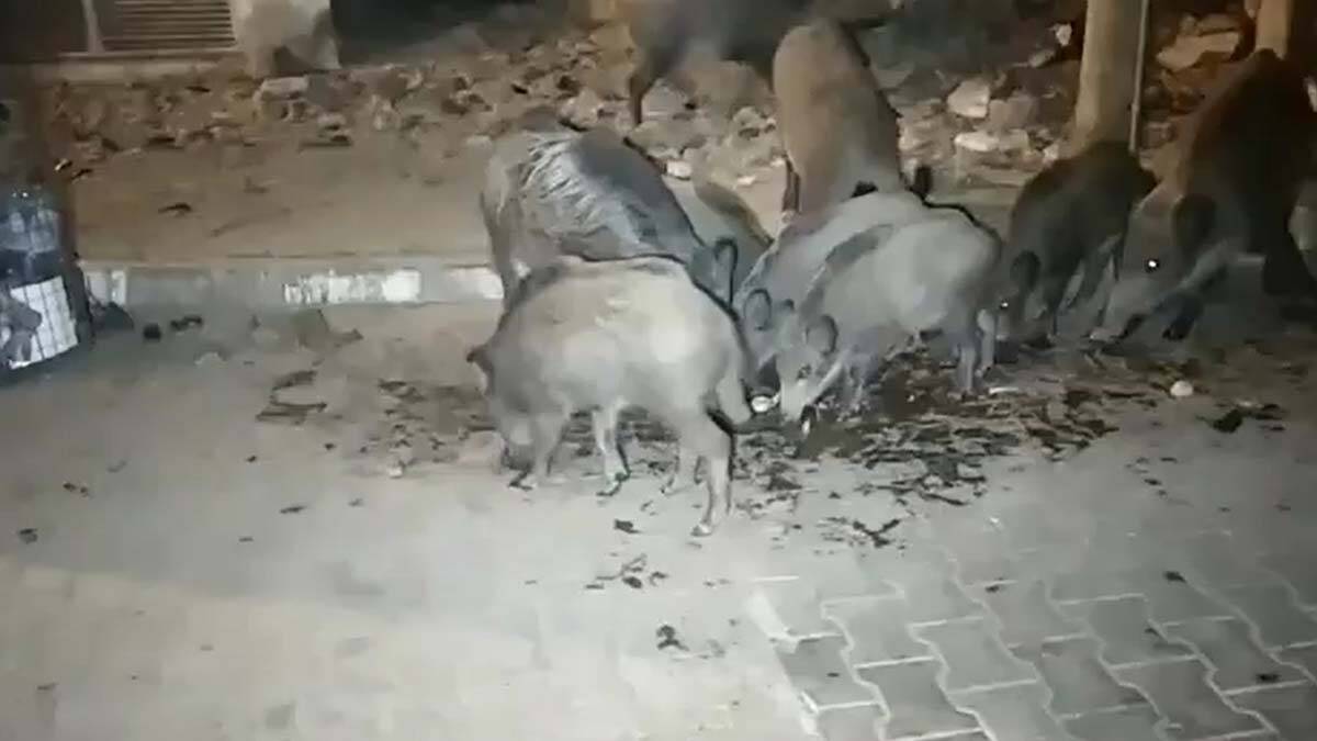 Aç kalan domuzları vatandaş eliyle besledi