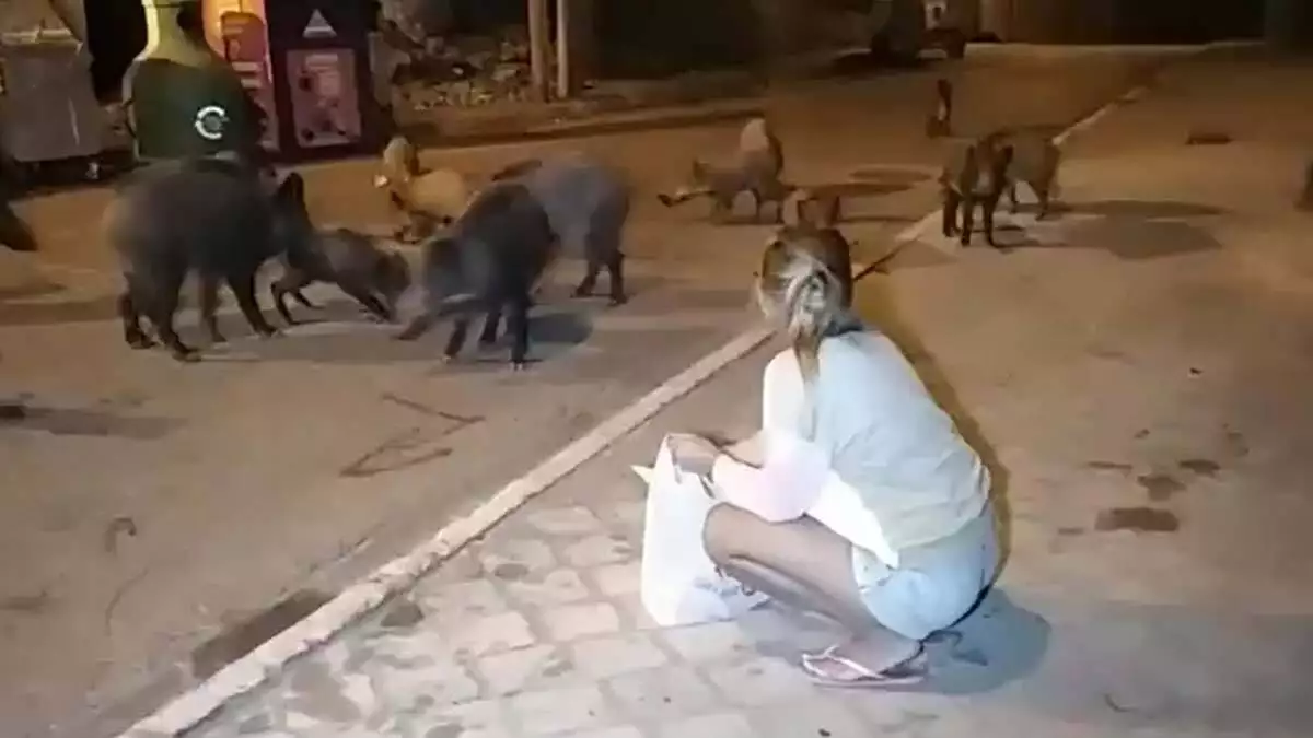 Ac kalan domuzlari vatandas eliyle besledi 2 - yaşam - haberton
