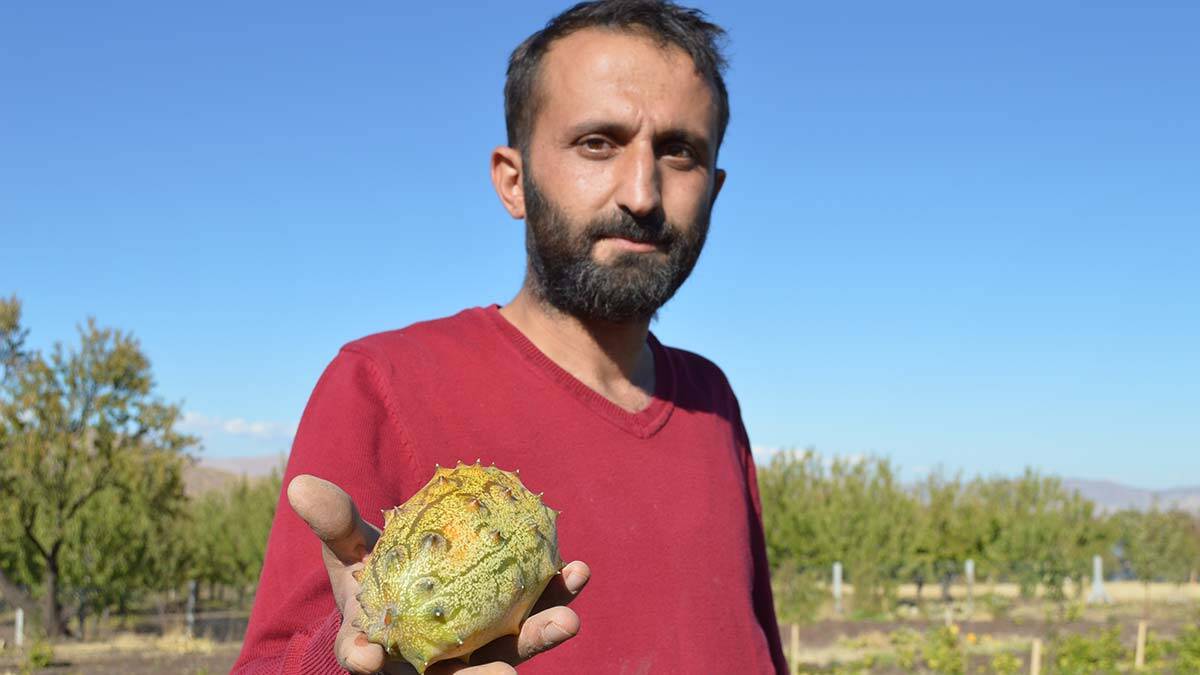 Afrika kavununu Elazığ'da yetiştirdi