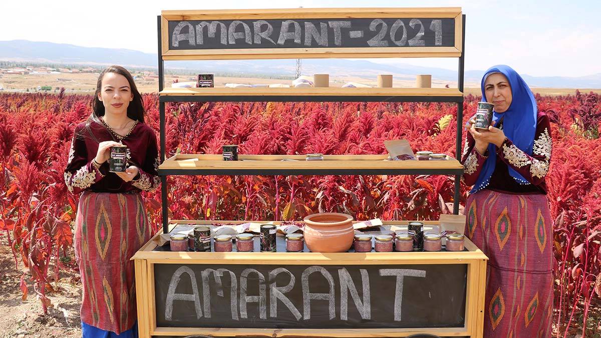 Amarant bitkisinin hasadı başladı