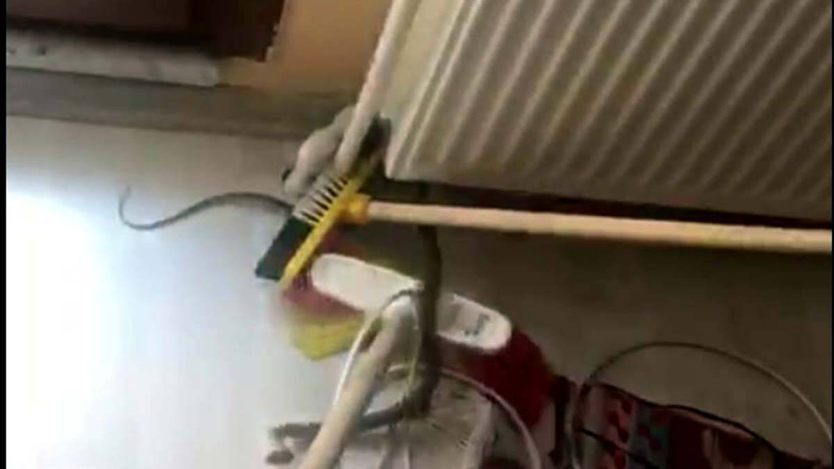 Avcılar'da eve giren yılanı itfaiye eri yakaladı