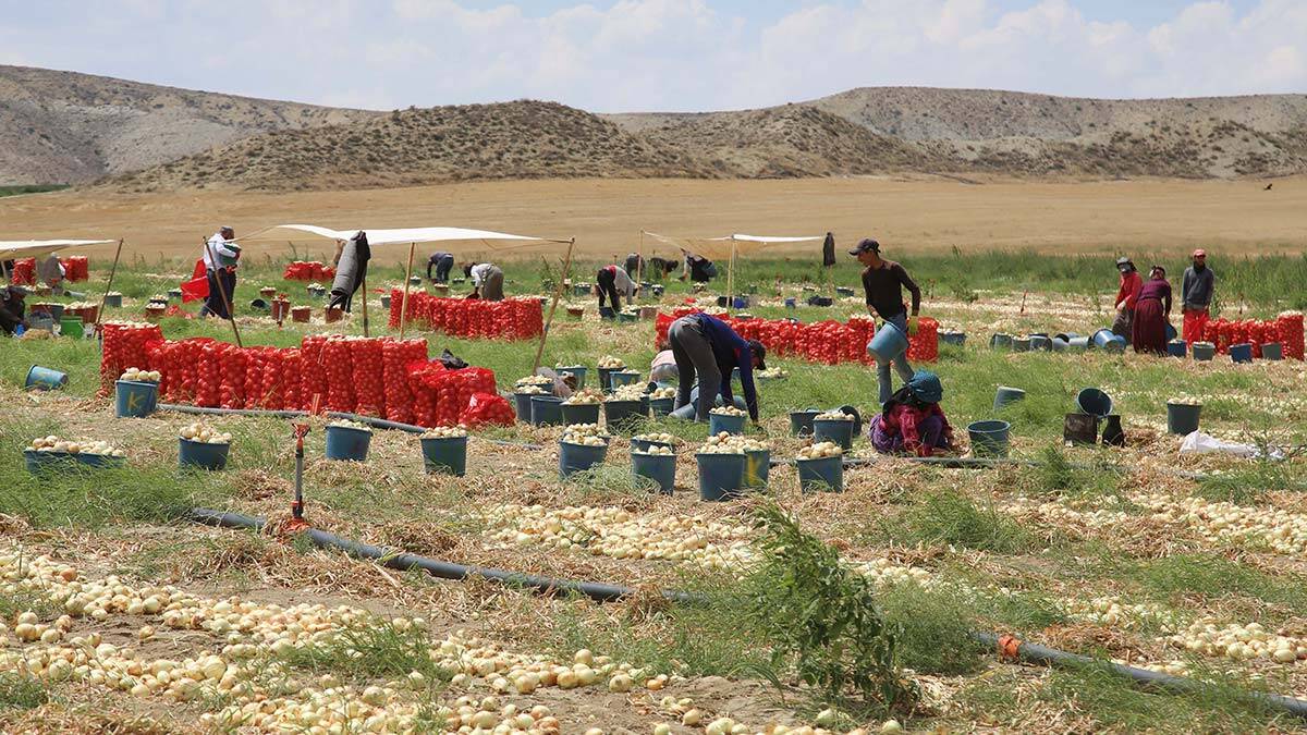 Soğanlar ihtiyaç sahibi vatandaşlara ulaştırılıyor