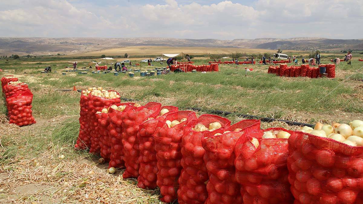 Soğanlar ihtiyaç sahibi vatandaşlara ulaştırılıyor