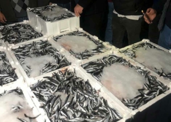 Balık fiyatları: Hamsinin kilosu 15 TL