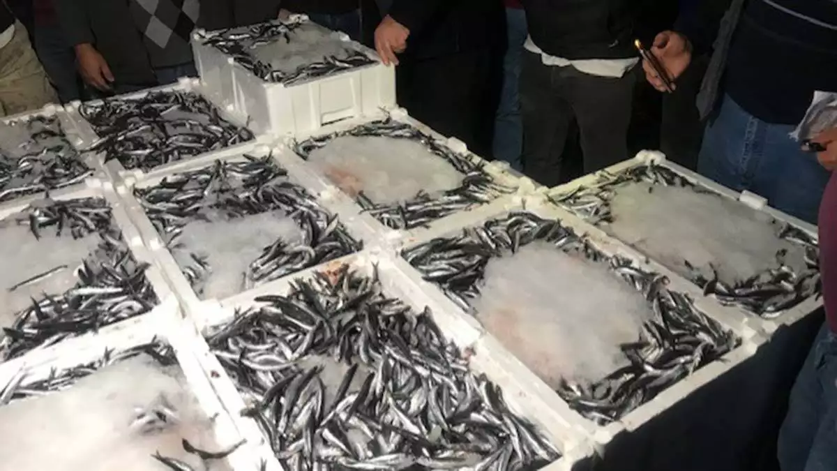 Balık fiyatları: hamsinin kilosu 15 tl