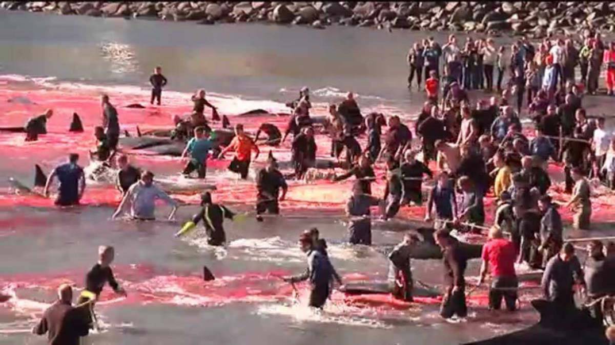 Balina avı görüntülerine Faroe Adaları'ndan açıklama