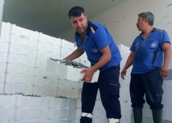 Beylikdüzü'nde 17 ton küçük boyda istavrite el konuldu