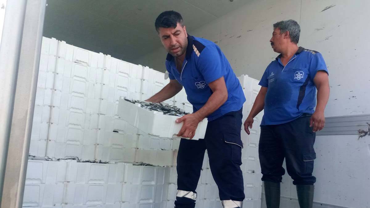 Beylikdüzü'nde 17 ton küçük boyda istavrite el konuldu