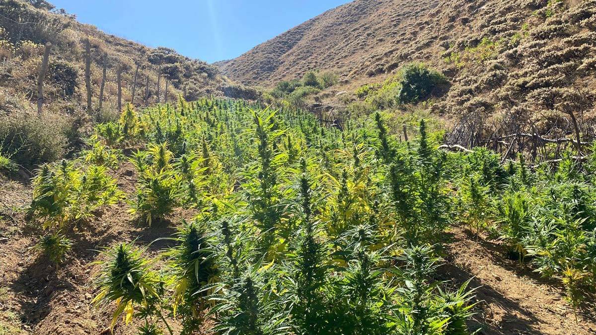 Bingöl'de 7 bin 620 kök Hint keneviri ele geçirildi